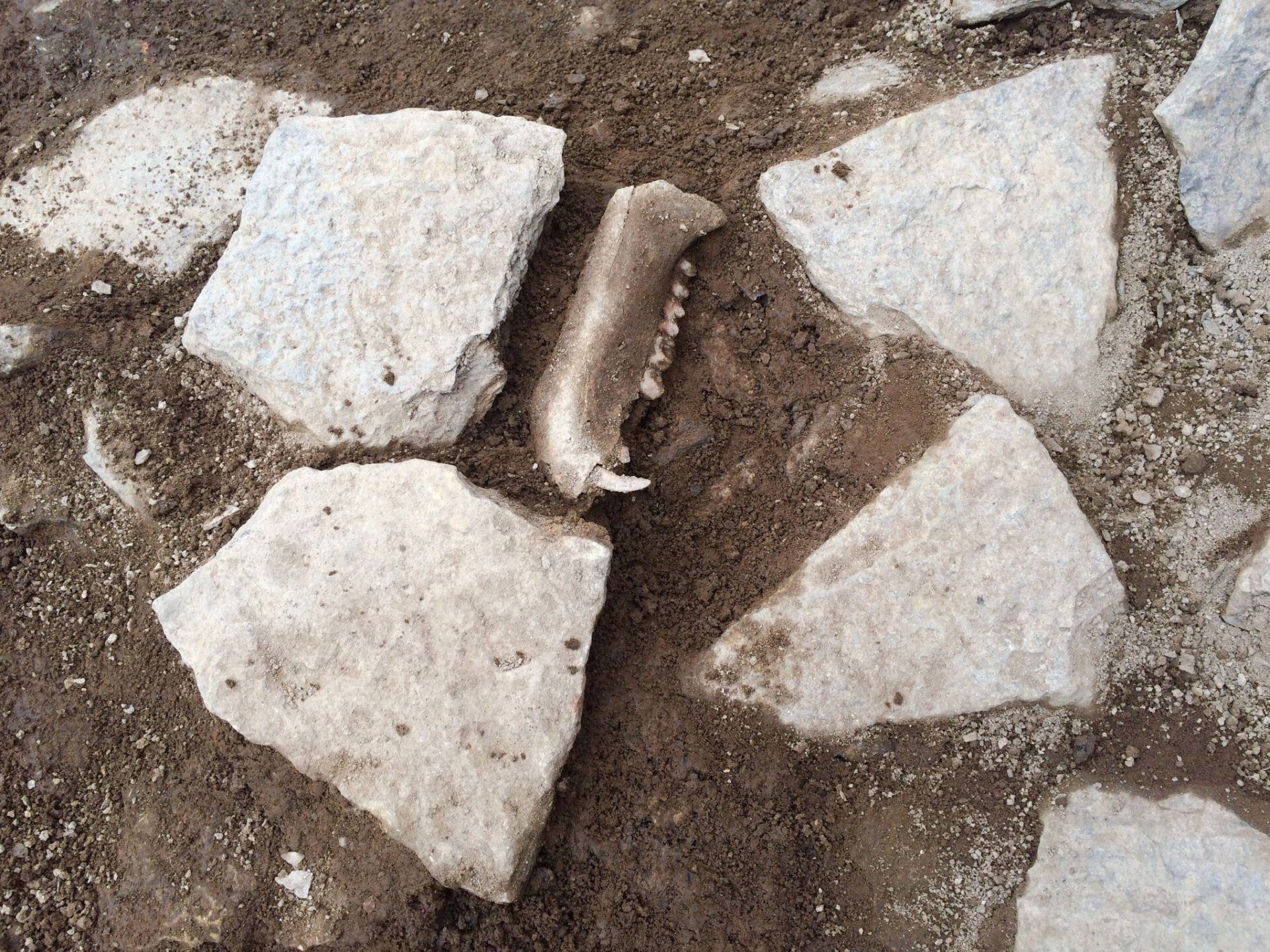 Clean backed photo of an excavated mandible with surrounding stone.
